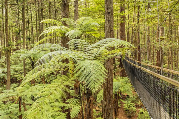 Redwood Treewalk