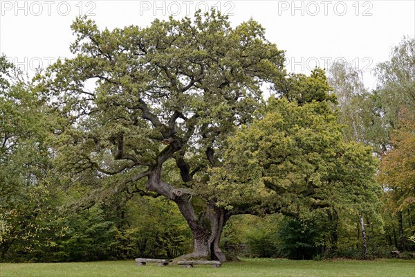 English oak