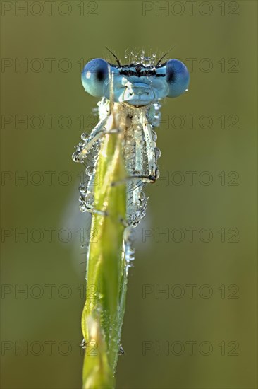 White-legged damselfly