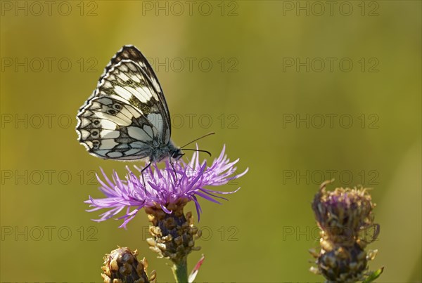 Marbled white