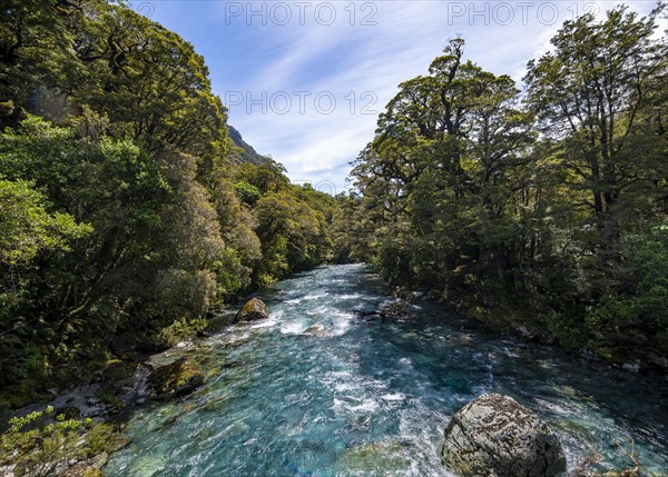 Hollyford River