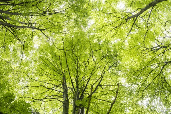 Crown of a beech