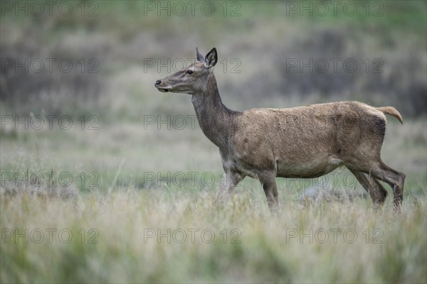 Malamute of the red deer