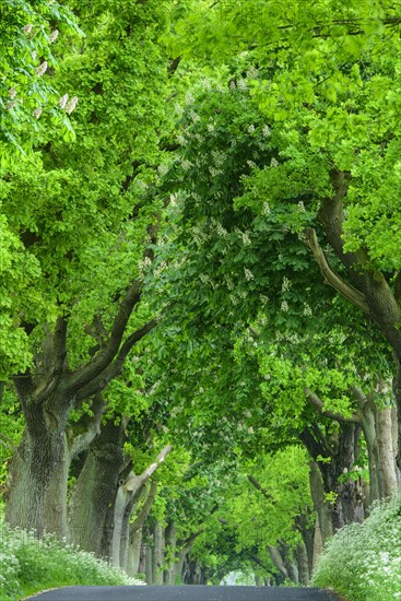 Chestnuts and lime trees in an avenue on the island of Ruegen