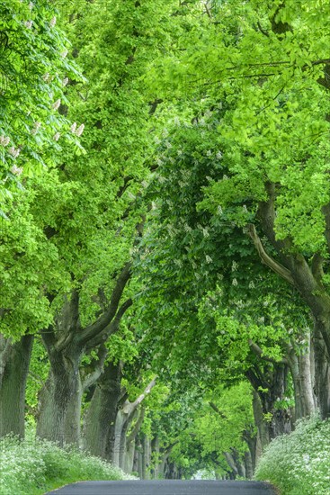 Chestnuts and lime trees in an avenue on the island of Ruegen