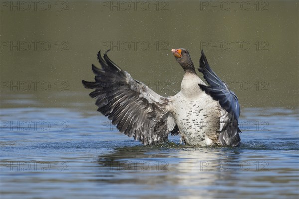 Greylag goose