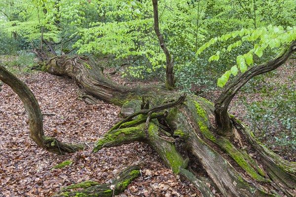 Dead tree in beech forest