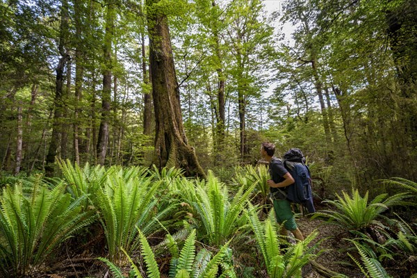 Hiking in the forest with ferns