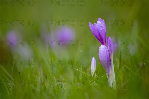 Autumn crocus or Meadow saffron