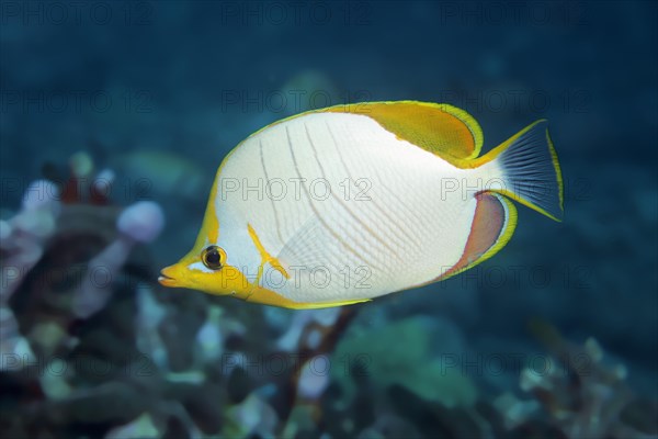 Yellowhead butterflyfish