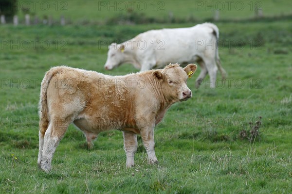 Charolais-Domestic Cattles