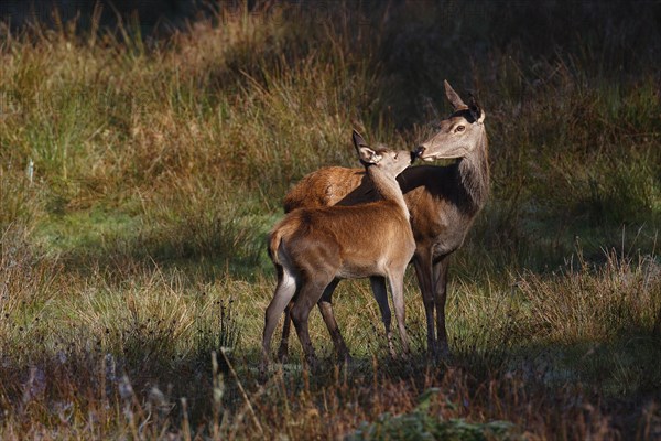 Red deer-cow