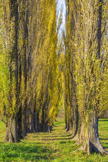 Columnar poplar avenue