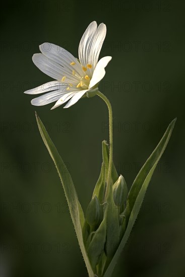 Greater stitchwort