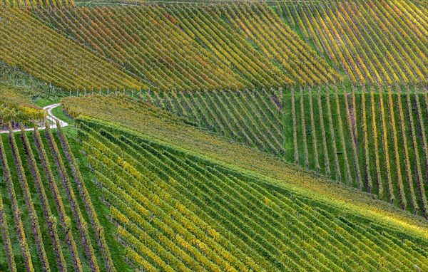 Vineyards in autumn