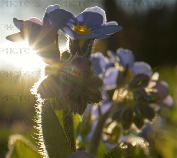 Wood forget-me-not