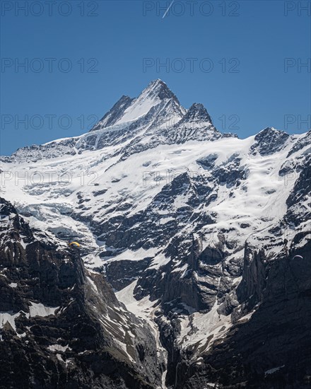 View of the Schreckhorn