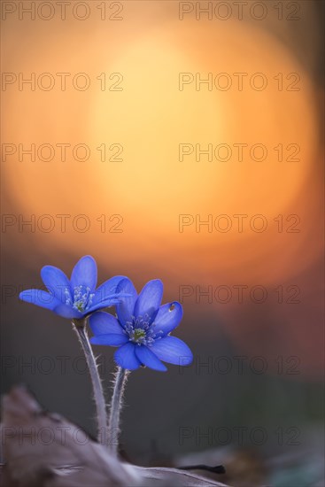 Two flowering liverworts