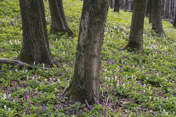 Hollow larkspur