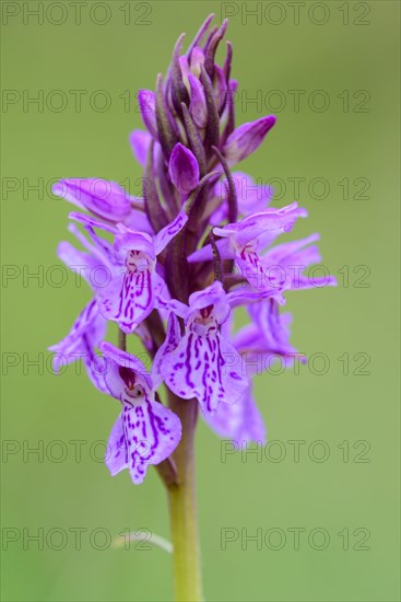 Southern marsh orchid