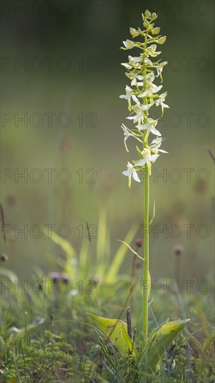 Lesser butterfly-orchid