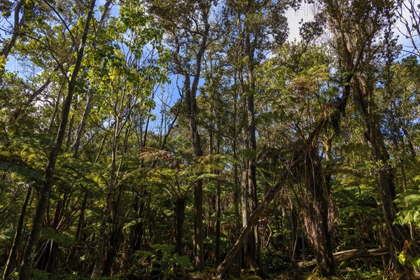 Jungle with tree ferns