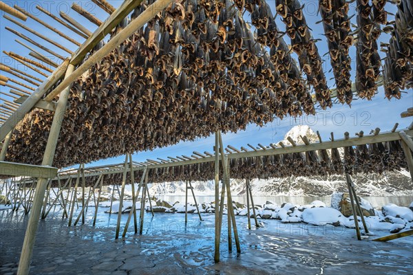 Stockfish on wooden rack