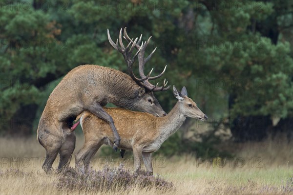 Red deer