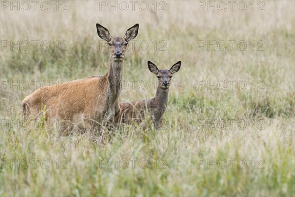 Malamute and calf of red deer