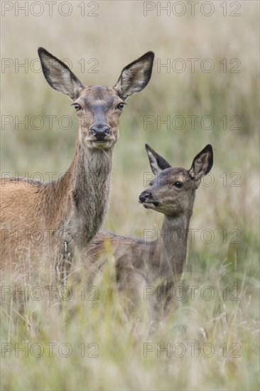 Malamute and calf of red deer