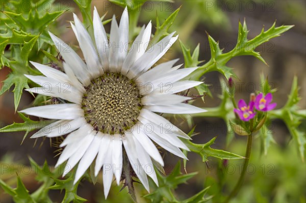 Silver thistle