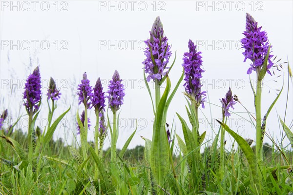 Southern marsh orchid