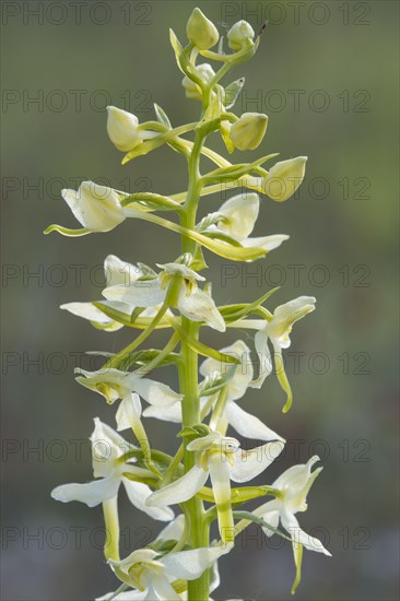 Lesser butterfly-orchid