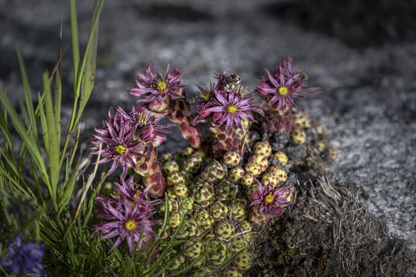 Blooming Cobweb houseleek