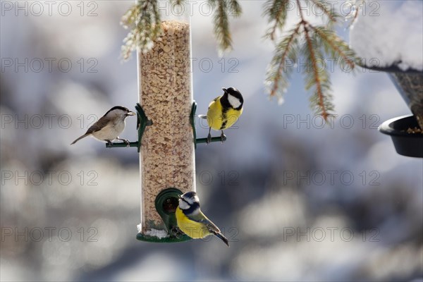 Tits at feeding place in winter Marsh tit