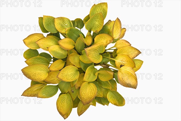 Autumnal hosta