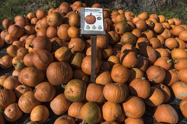 Halloween pumpkins