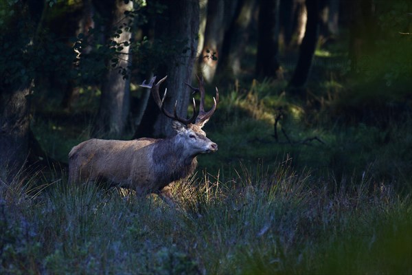 Red deer