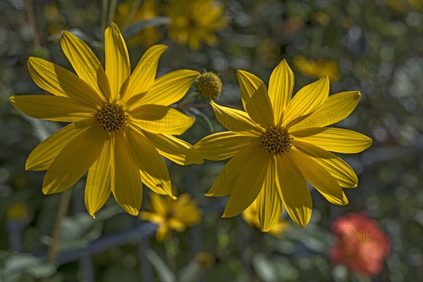 Jerusalem artichoke