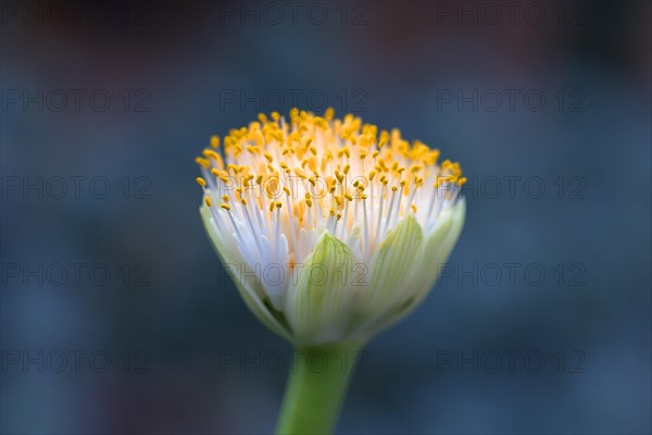 Inflorescence from Paintbrush