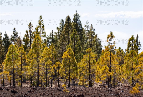 Canary Island pines