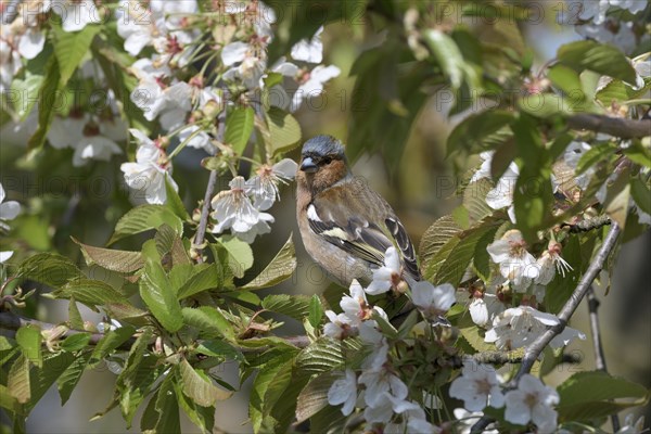 Singing Common chaffinch
