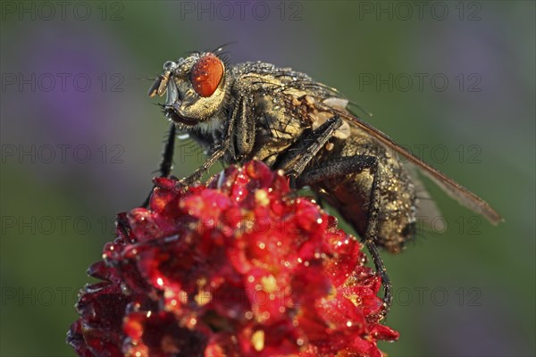 Blowfly