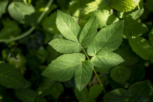 Usual ground elder