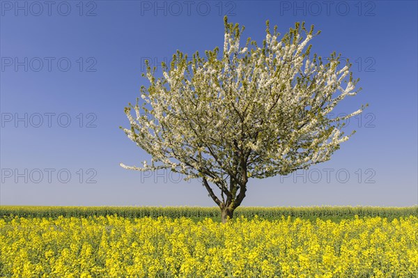 Flowering cherry tree