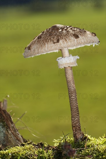 Parasol mushroom