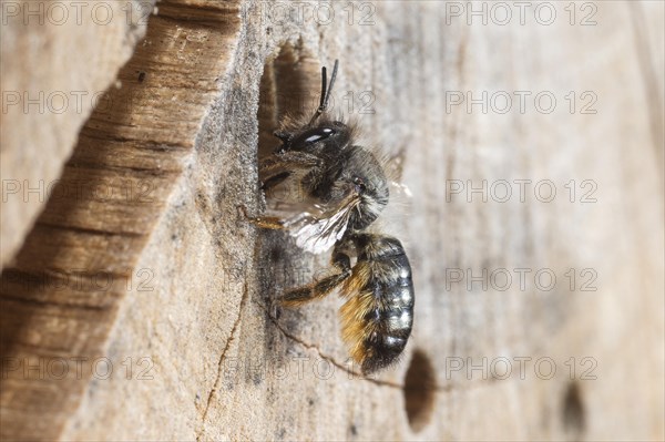 Hornfaced bee