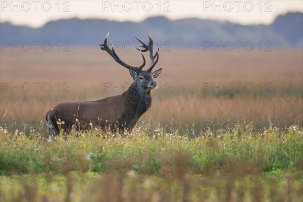 Red deer