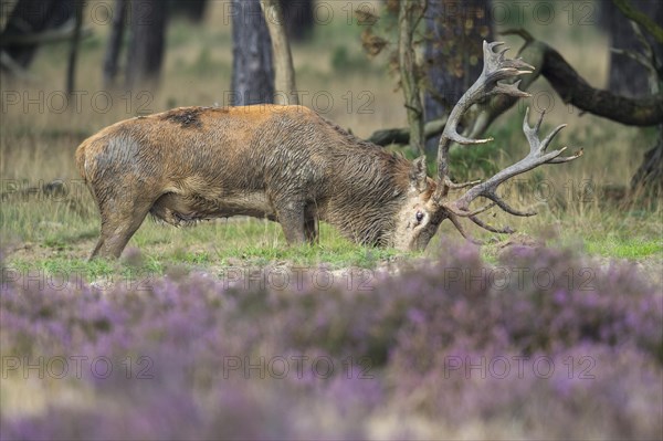 Red deer