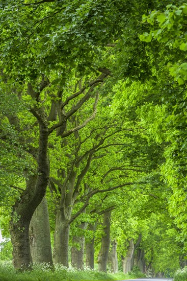 Chestnuts and lime trees in an avenue on the island of Ruegen